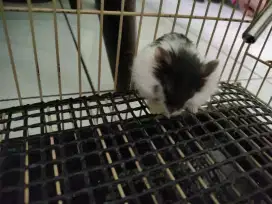 Hamster campbell gemoy