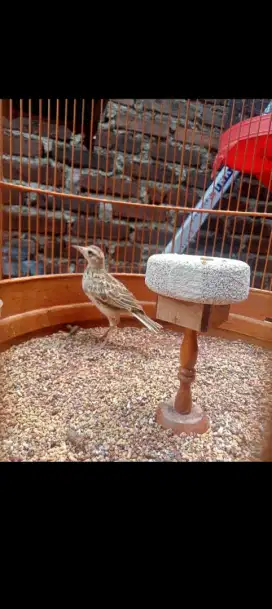 Branjangan sonca trotol