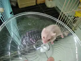 Hamster winter anak