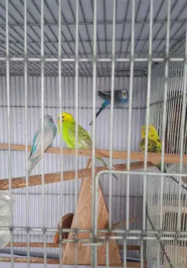 Parkit Lokal Murah