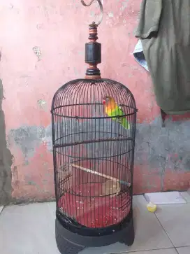 Burung lovbed fulsey