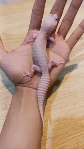 Gecko MSBD Cakep