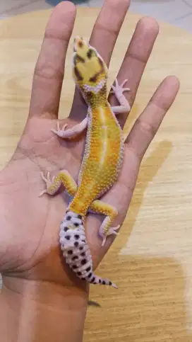 Gecko WY h Eclipse ph Raptor