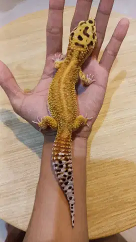 Gecko Emerine RS h Tremper
