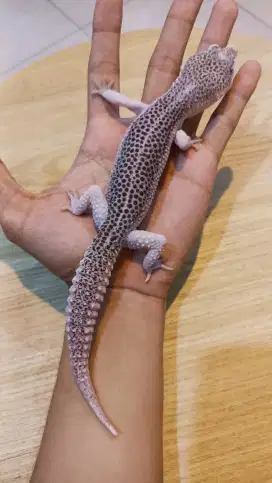 Gecko Pied SSE Cakep