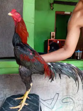 Ayam Bangkok ( Khoyngon )