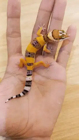 Gecko Hypo Tangerine Tomato