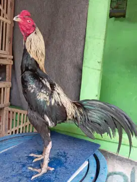 Ayam Bangkok ( Khoyngon )