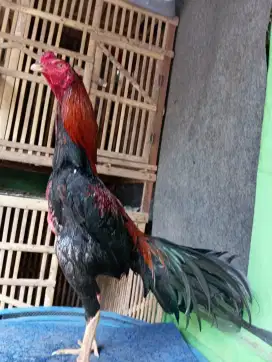 Ayam Bangkok ( Khoyngon )