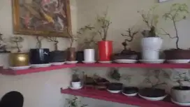 Berbagai macam tanaman bonsay