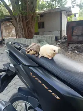 LA SUGAR GLIDER SEPASANG OBES
