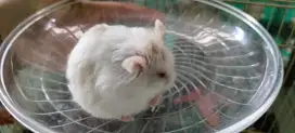 Hamster hamster