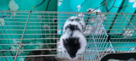 Hamster campbel