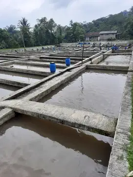 Kolam ikan air deras 30 jalur Cijambe Subang