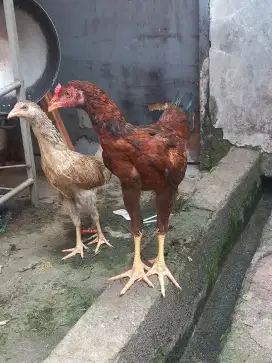 Ayam kampung KUB 2