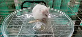 Hamster hamster