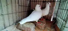 Jual burung merpati pos jambul sepasang