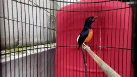 Burung murai gacor