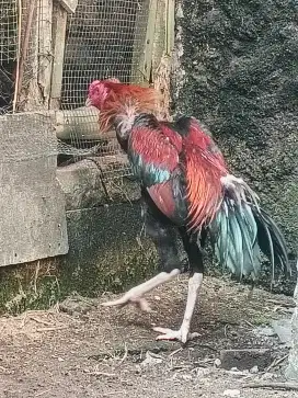 Ayam Bangkok jago