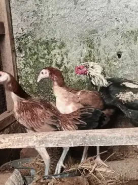 Ayam bangkok babon