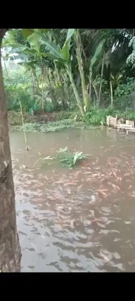 Ikan Mujair Nila Merah Borongan