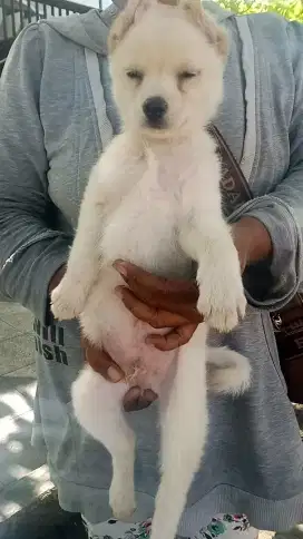 Ras besar jantan campur Husky