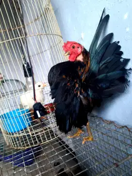 Ayam serama hitam