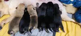 Di Jual anak anjing chihuahua mix 3 cow 3 cew lucu2 banget