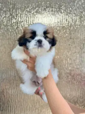 Anak anjing shihtzu