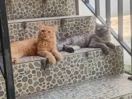 Lepas adopt kucing Persia jantan umur 5bln 2ekor
