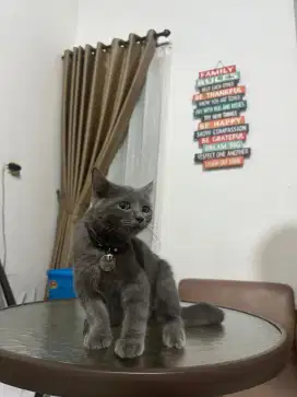 JUAL KUCING BRITISH