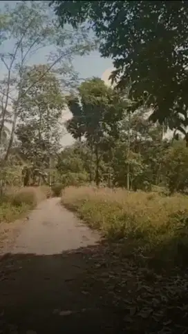 Kebun Sawo produktif luas 10.000 m2 harga 45 per meter