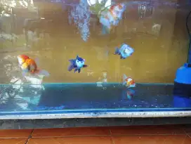 Ikan mas koki /goldfish