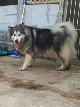 Alaskan malamute female