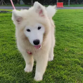 Anjing Samoyed Stambum