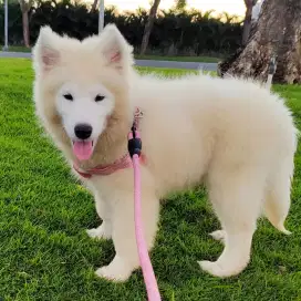 Anjing Samoyed Stambum