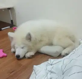 Anjing Samoyed Stambum