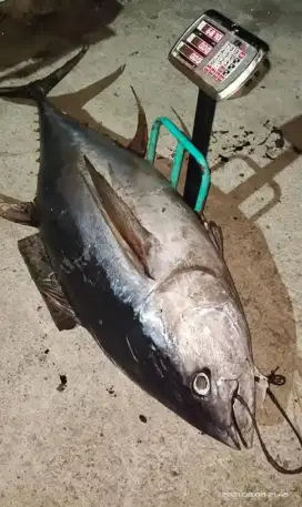 Ikan Tuna Frozen