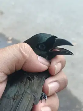 MURAI PAPUA / MURAI IRIAN EKOR 18 RAJIN