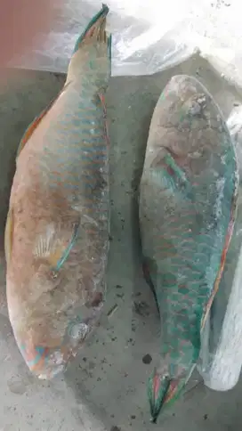 Ikan Kakatua Frozen atau beku