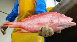 Ikan Kakap merah