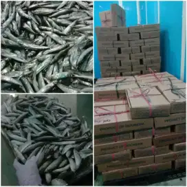 Ikan Layang beku