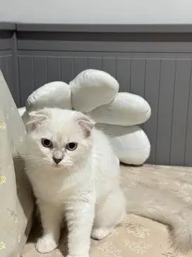 Scottish Fold Bicolor Silver Betina