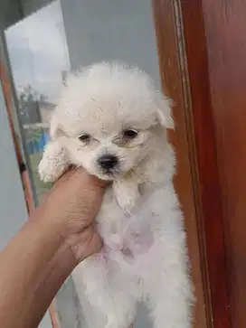anjing pomeranian pom minipom