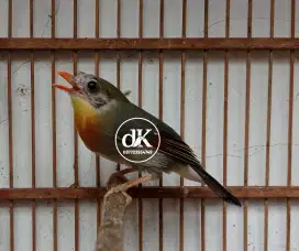 Robin Jantan Gacor
