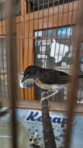 Murai Batu Betina Seri F Prospek Buat Ternak