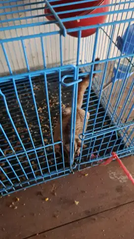 Di jual sugar glider
