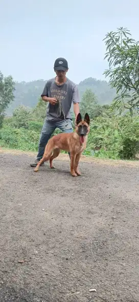 Belgian Malinois Betina