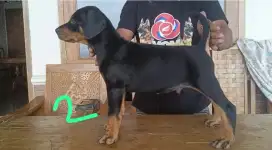 Doberman pincher
