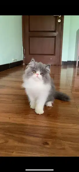 Persia peaknose jantan